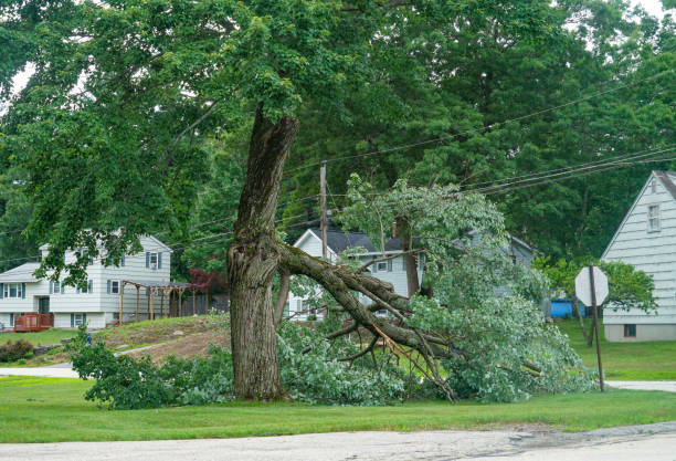 Best Tree Disease Treatment  in Alamo, NV